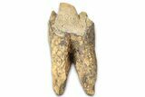 Fossil Woolly Rhino (Coelodonta) Tooth - Siberia #370967-1